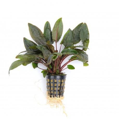 Cryptocorine wendtii brown - Mastplants