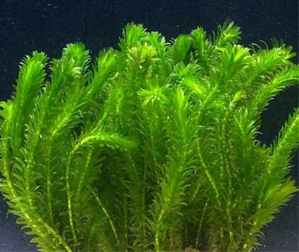 Egeria densa - Mastplants