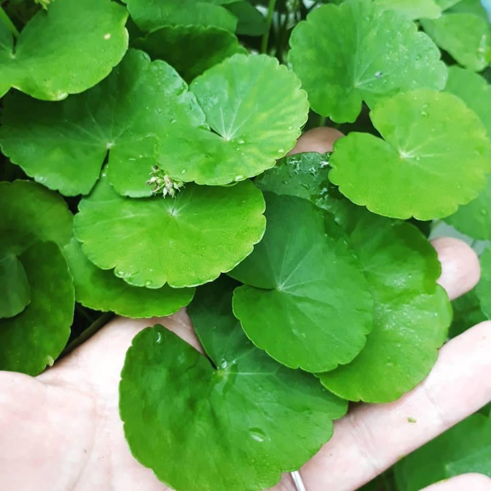 Hydrocotyle Leococephala - Mastplants