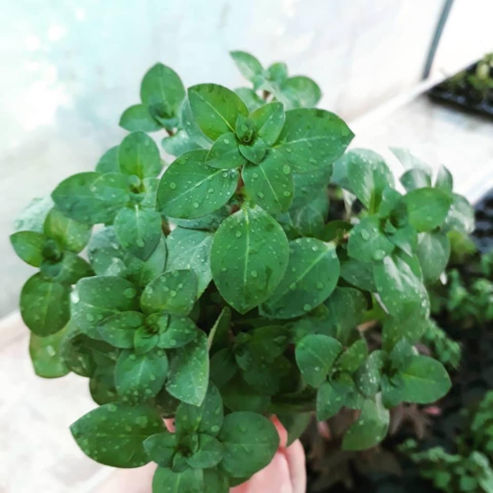 Ludwigia palustris verde - Mastplants