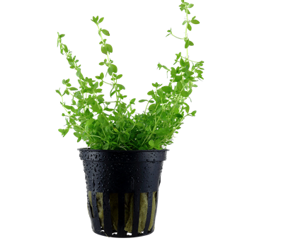 Micranthemum micrantemoides