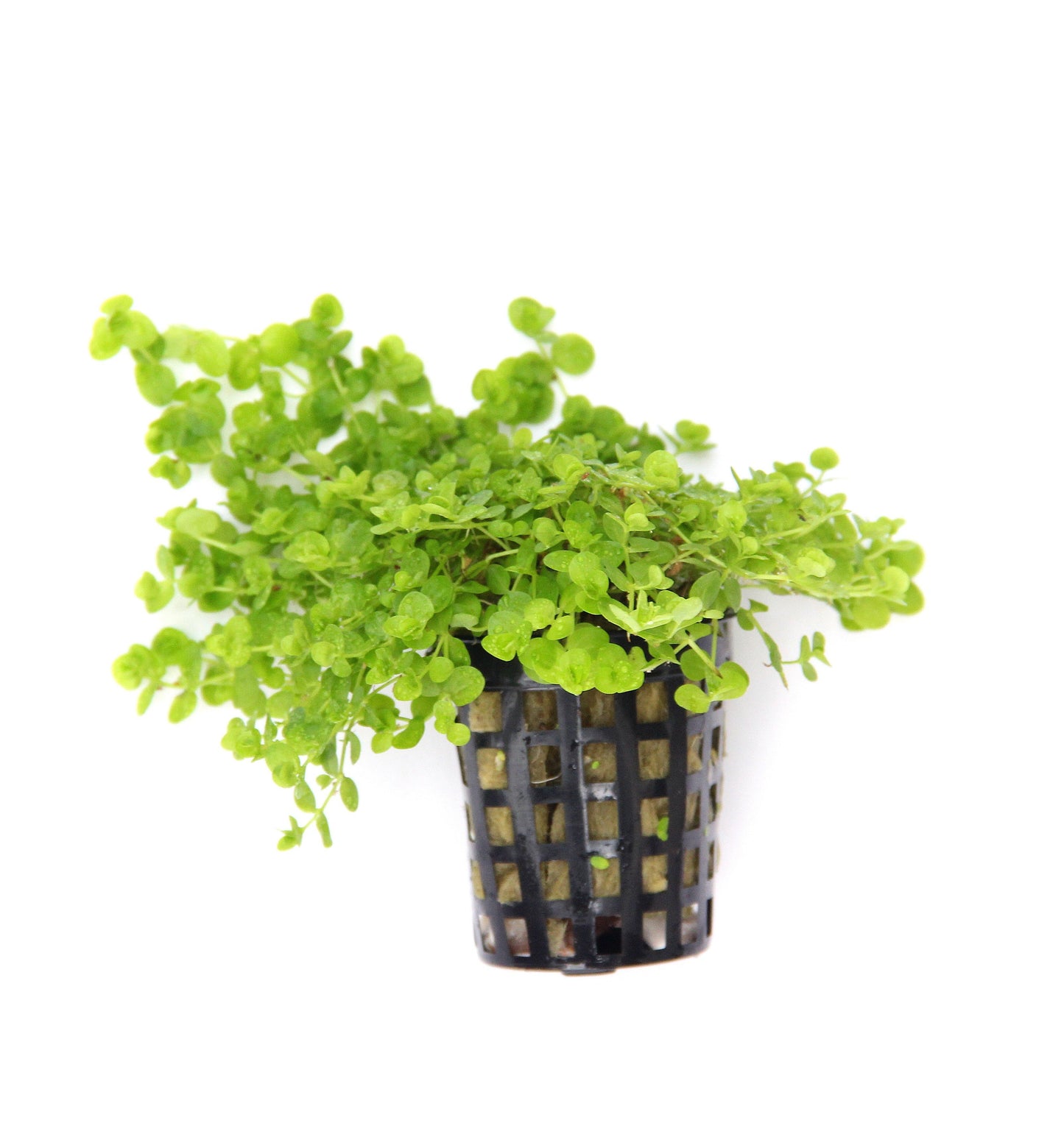 Micrantherum umbrosum Mastplants, piante acquario, piante per acquario online, vendita piante acquario, comprare piante per acquari