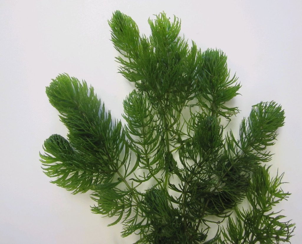 Ceratophyllum demersum - Mastplants