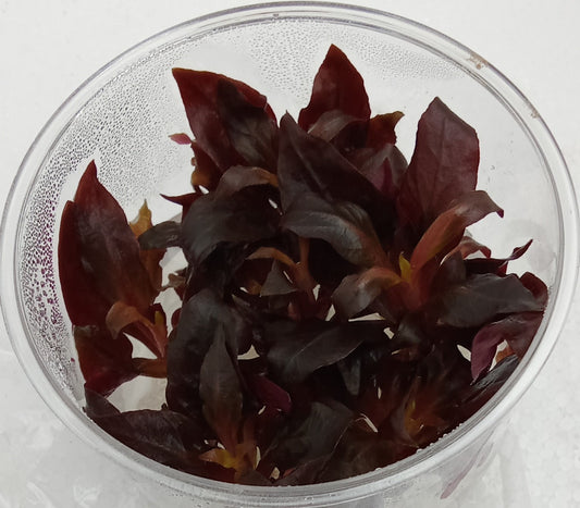 Alternanthera reineckii mini