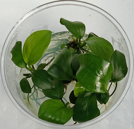 Anubias barteri var nana (tall)