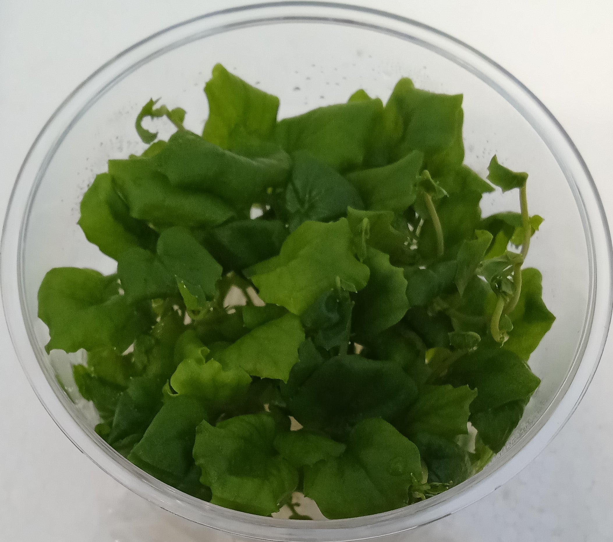 Cardamine Sp Cardamine lyrata sp (Vietnam) – Mastplants
