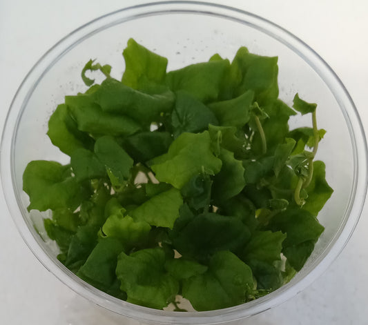 Cardamine lyrata sp (Vietnam)