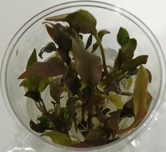 Cryptocoryne undulata red