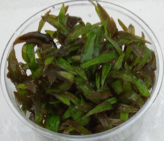 Cryptocoryne affinis red