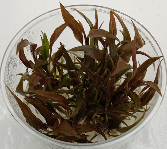 Cryptocoryne becketii