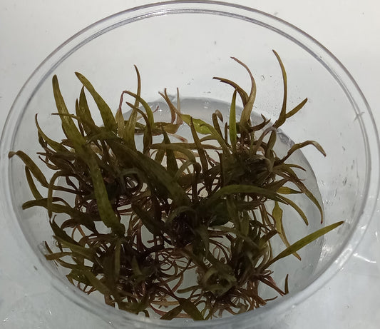 Cryptocoryne ferruginea sekadauensis