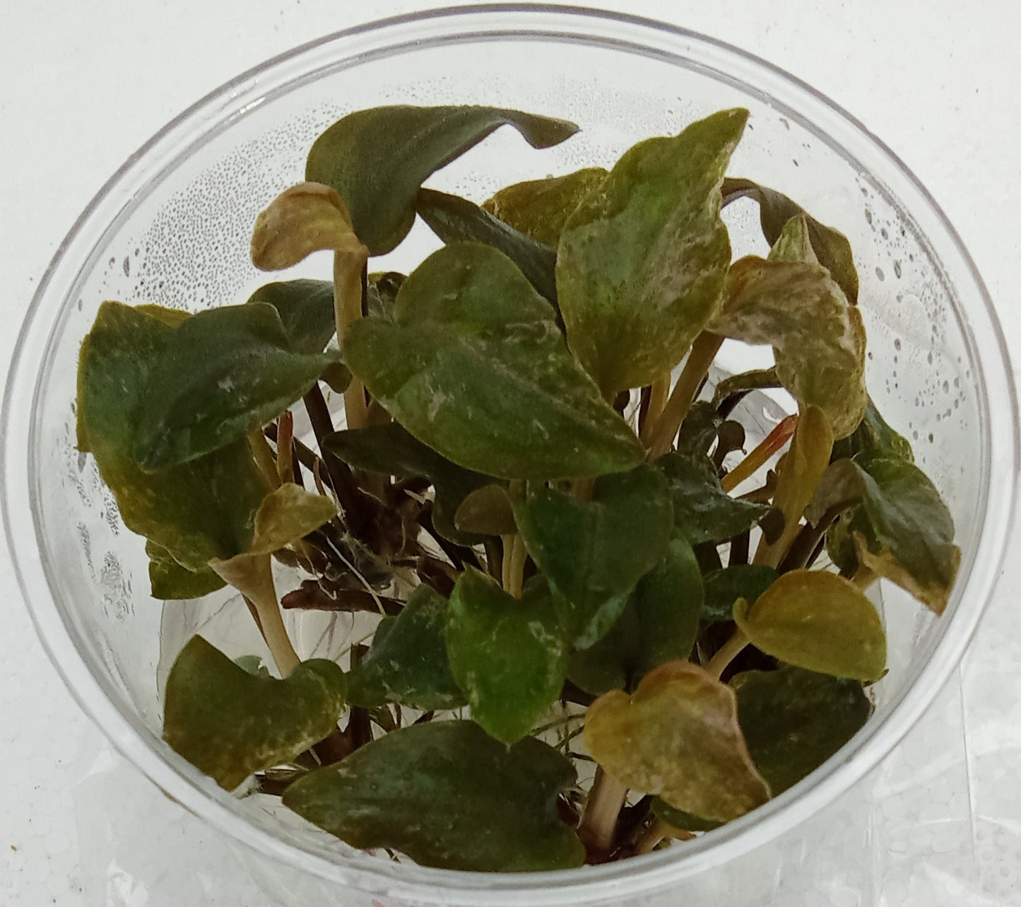 Lagenandra meeboldii red round