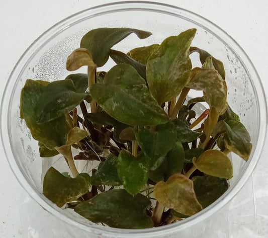 Lagenandra meeboldii red round