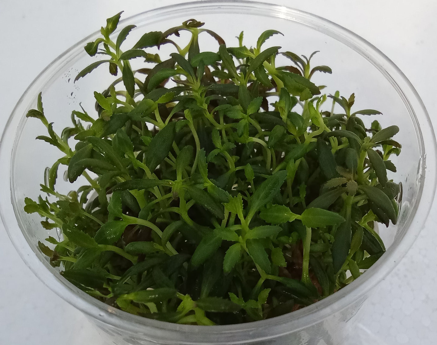 Limnophila aromatica red (belem)