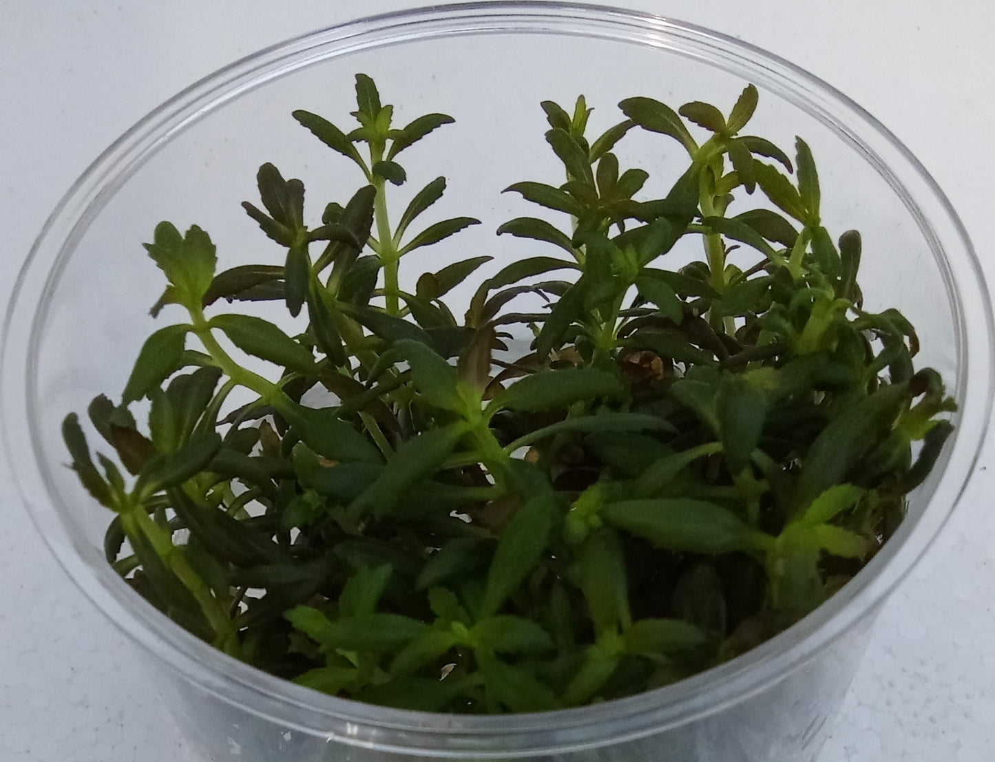Limnophila hippuridoides