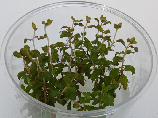 Ludwigia senegalensis (guinea)