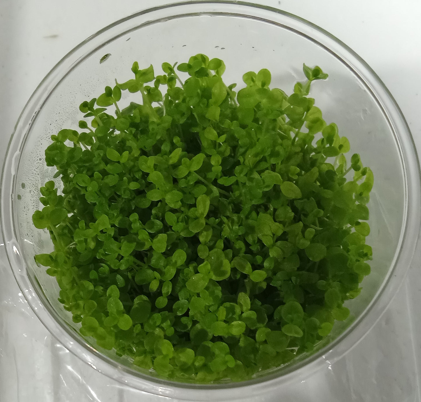 Micranthemum micranthemoides