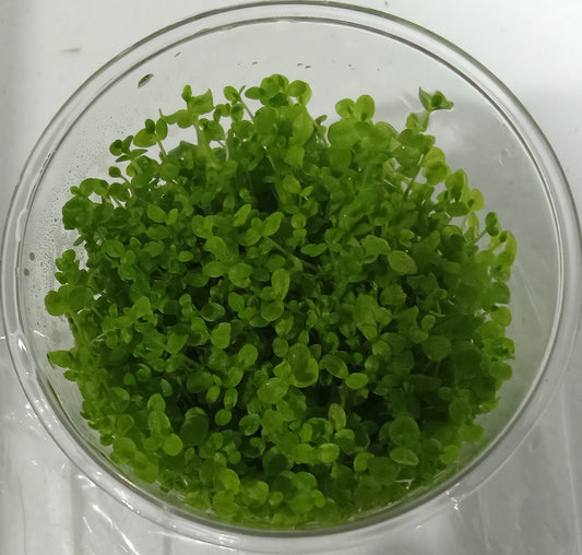 Micranthemum micranthemoides