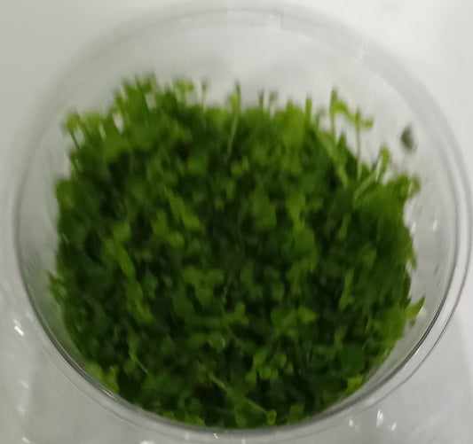 Micranthemum tweediei monte carlo