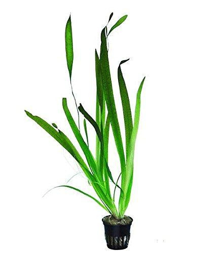 Vallisneria Gigantea Mastplants, piante acquario, piante per acquario online, vendita piante acquario, comprare piante per acquari