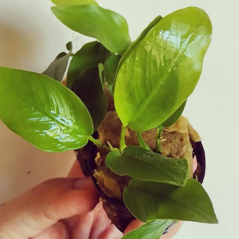 Anubias Barteri Nana Golden - Mastplants 