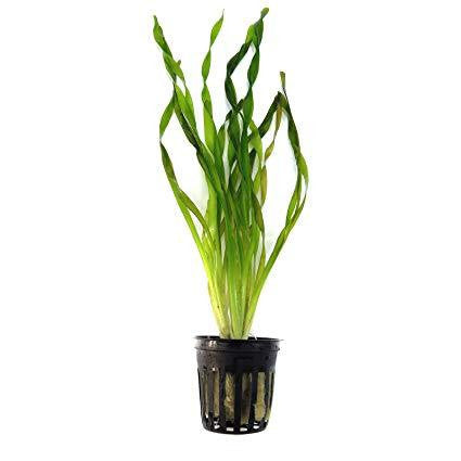 Vallisneria corksrew Mastplants, piante acquario, piante per acquario online, vendita piante acquario, comprare piante per acquari