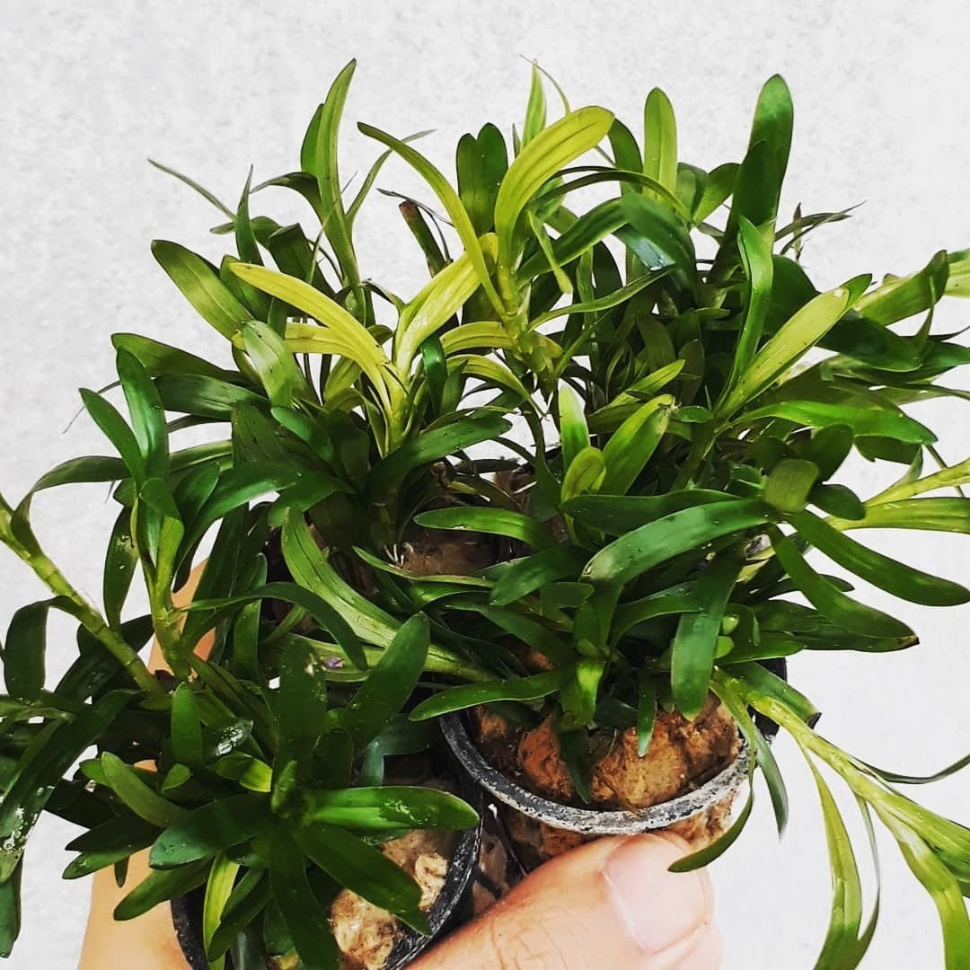 Heteranthera zosterifolia - Mastplants 