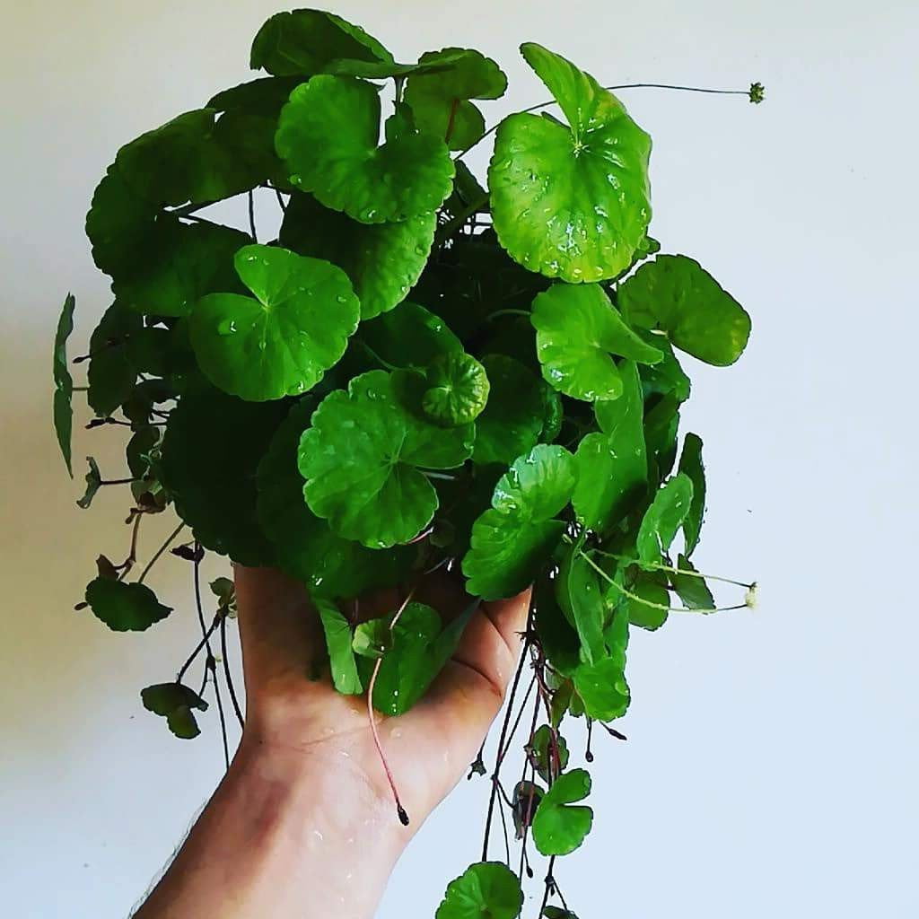 Hydrocotyle Leococephala - Mastplants 