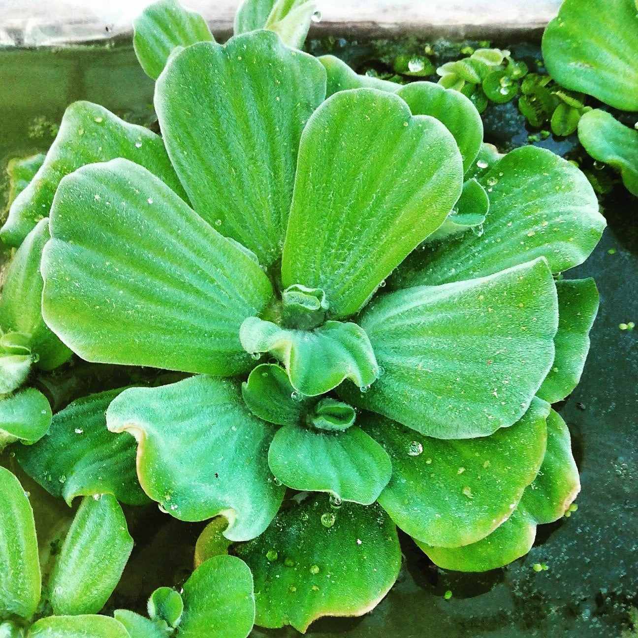 Pistia stratiotes Mastplants, piante acquario, piante per acquario online, vendita piante acquario, comprare piante per acquari