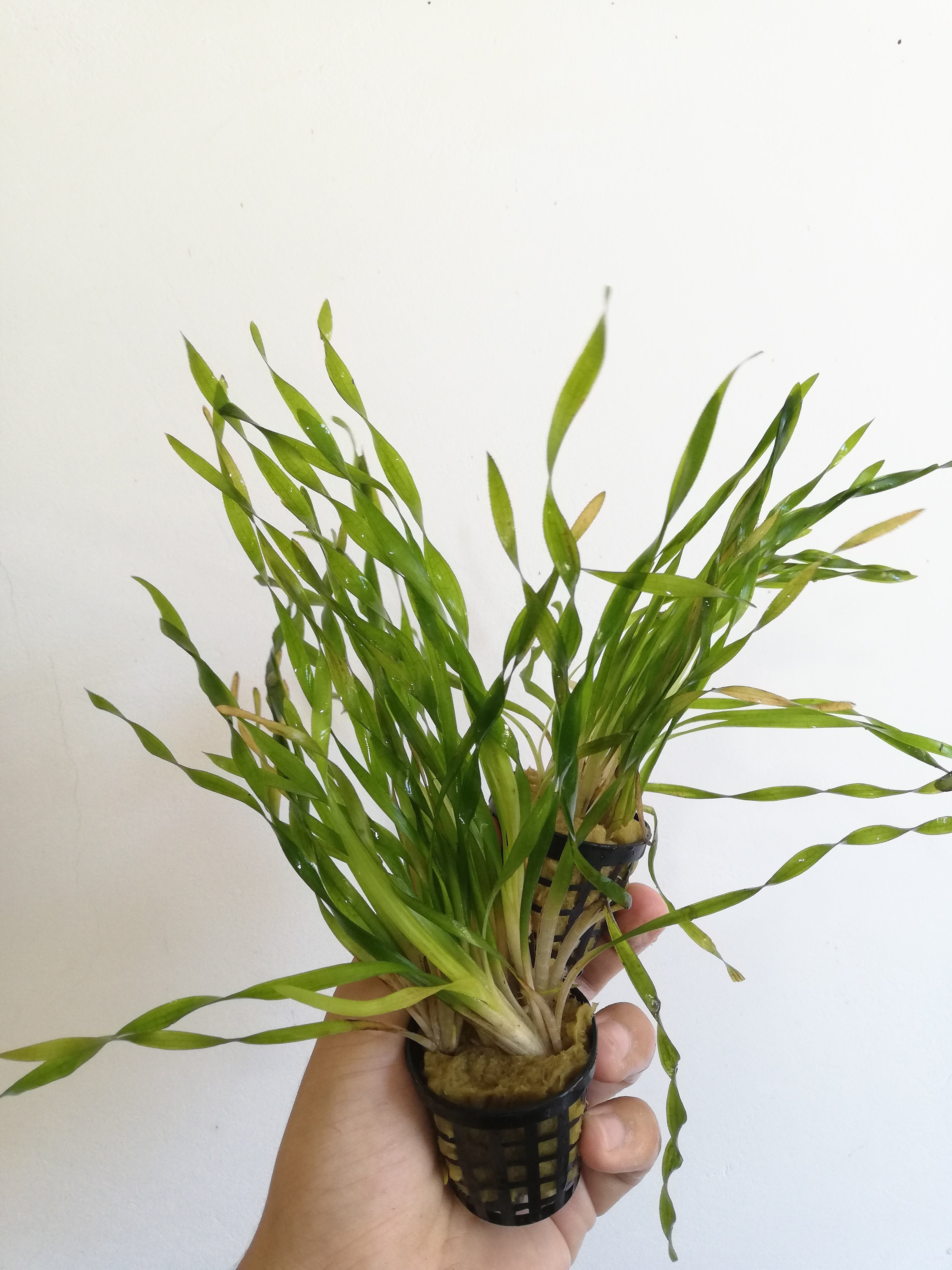 Vallisneria Torta Height _ Vallisneria contortionist – LFMY