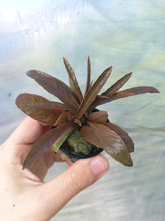 Hygrophila Red