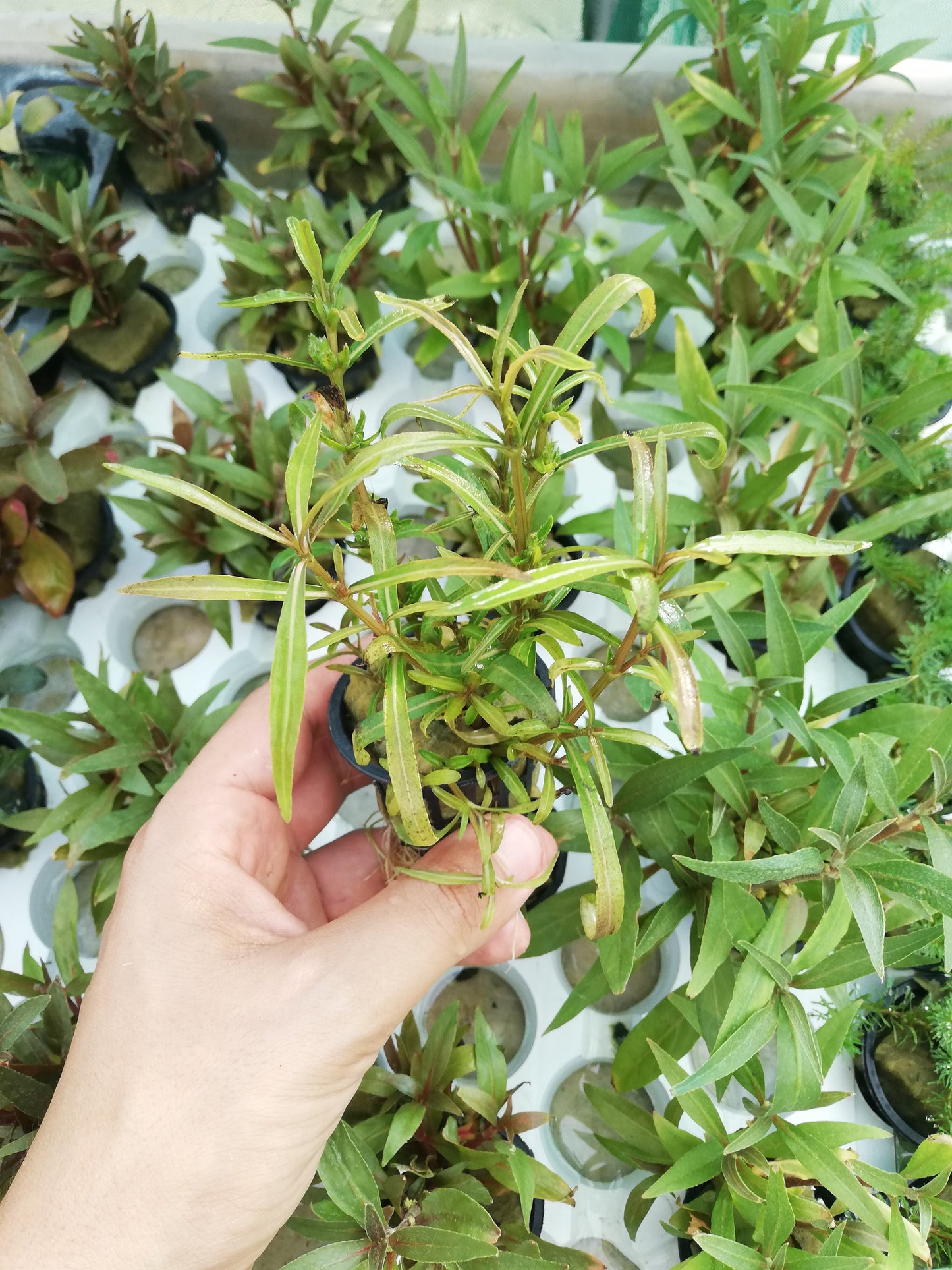 Hygrophila lancea Araguaia