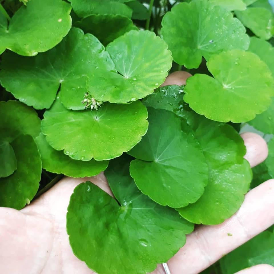 Hydrocotyle Leococephala - Mastplants 