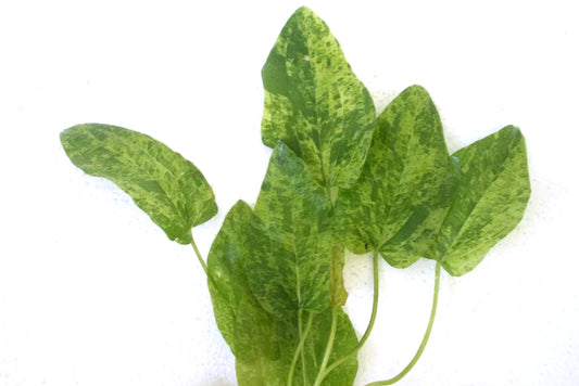 Echinodorus marble queen