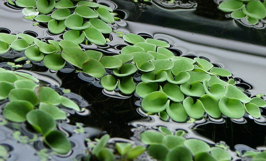 Salvinia natans