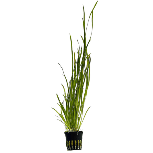 Vallisneria spiralis Mastplants, piante acquario, piante per acquario online, vendita piante acquario, comprare piante per acquari